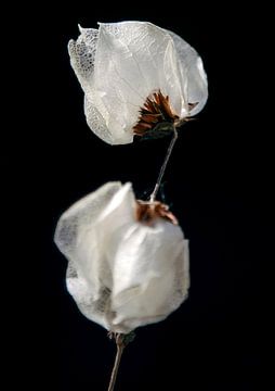 Fragile van Karin Bakker Fotografie