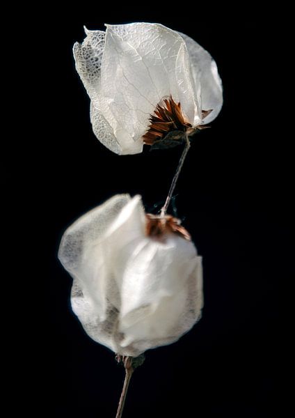 Fragile | Close-up of a dried-out Bougainvillea by Karin Bakker Fotografie