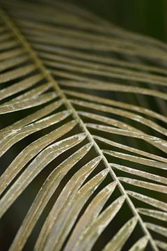 Botanical print of close-up palm leaf by Iris Fitsch