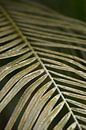 Botanical print of close-up palm leaf by Iris Fitsch thumbnail