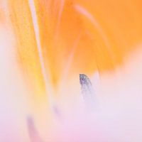 Macro van geel met roze tulp
