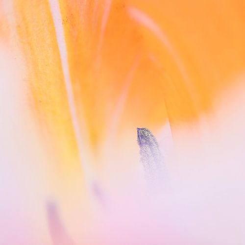 Macro de jaune avec tulipe rose