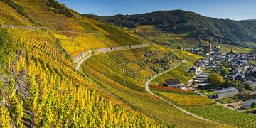  Vineyards in the autumn, Mayschoss, Ahrtal by Walter G. Allgöwer