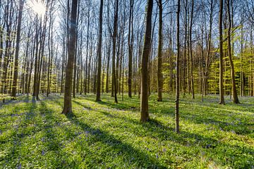 Frische grüne Blätter der Buche und violette der wilden Hyazinthe