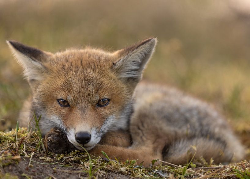 Young fox resting after playing by Patrick van Bakkum