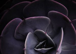 DARKSIDE OF SUCCULENTS VIII-4