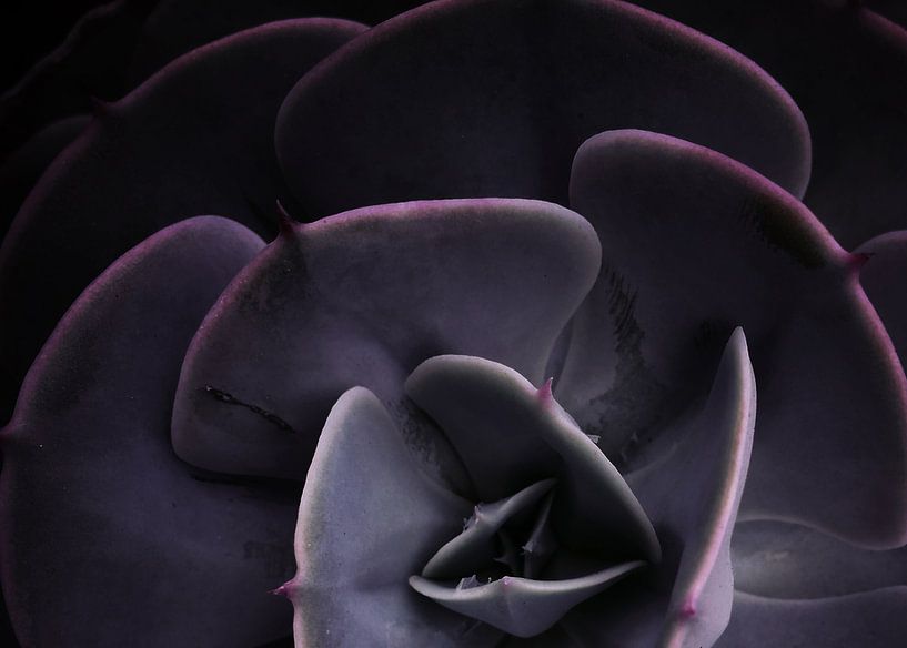 DARKSIDE OF SUCCULENTS VIII-4 von Pia Schneider