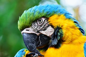 Parrot looking at you close-up 2 by Martin de Bouter