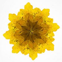 Caleidoscoop van herfstbladeren.