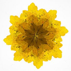 Kaléidoscope de feuilles d'automne.