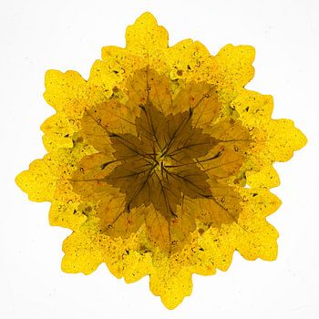 Kaléidoscope de feuilles d'automne.