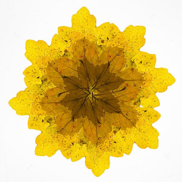 Kaleidoskop von Herbstblättern. von Elbert-Jan Achterberg