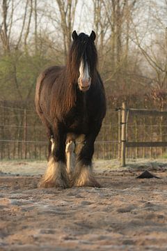 Irish cob horse van Lucia Leemans