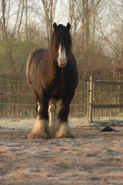 Cheval cob irlandais par Lucia Leemans