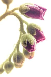 Blooming line (Drosera sp.)