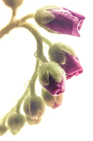 Blooming line (Drosera sp.) von Alessia Peviani