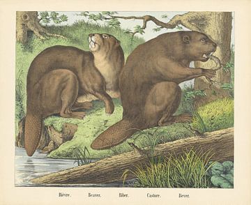 Bièvre. / Beaver. / Biber. / Castore. / Beaver, firm of Joseph Scholz, 1829 - 1880