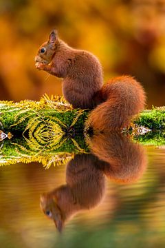 Eichhörnchen-Spiegelung von Andy Luberti
