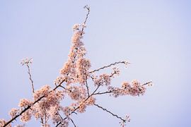 Blüte Baum von Joyce van Galen