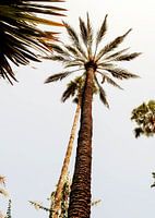 Palm tree Jardin Marjorelle Marrakesh