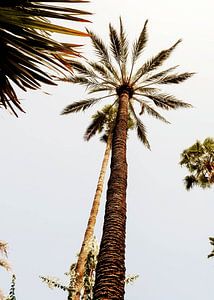 Palm tree Jardin Marjorelle Marrakesh van Stephanie Franken