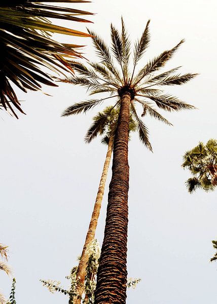 Palm tree Jardin Marjorelle Marrakesh by Stephanie Franken