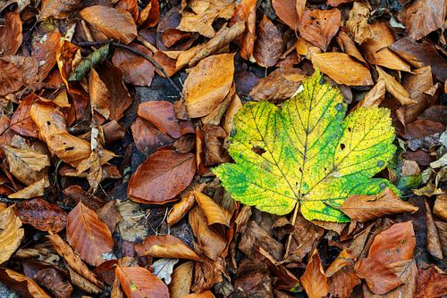 A large beech leaf