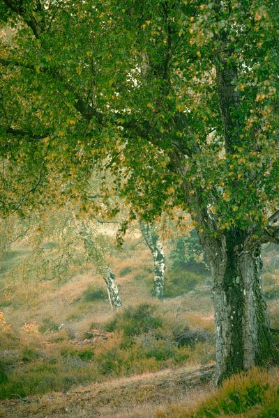 Zuiderheide nach Sonnenaufgang von Richard Nell