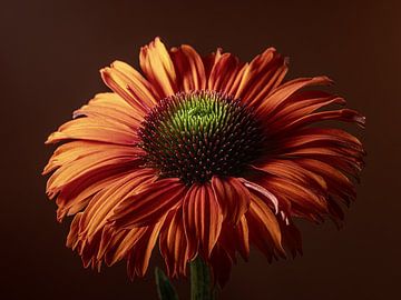 In the light : An Echinacea with warm colours by Marjolijn van den Berg