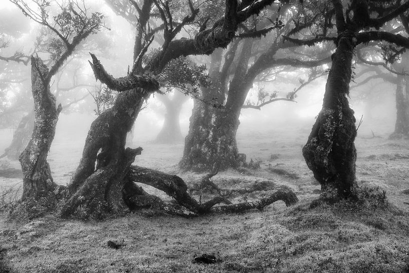 Oude bomen in zwart-wit van Michel van Kooten