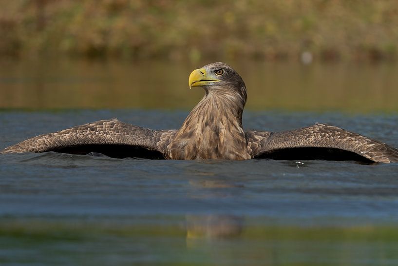 Bald eagle in the water by Rando Kromkamp Natuurfotograaf