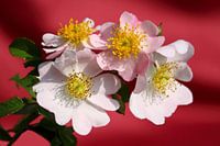 Wilde rozen