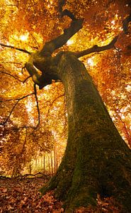 Underneath The Tree