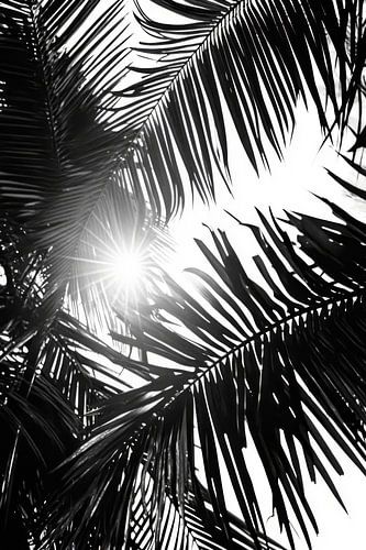 Zonnestralen door palmbladeren