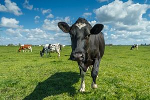 Vache néerlandaise sur Menno Schaefer