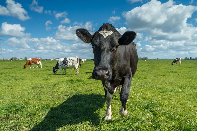 Vache néerlandaise par Menno Schaefer