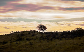 A solitary tree on the hill by Jesse Simonis