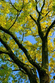 Aufwärts Schuss von goldenen oder gelben Blättern auf einer goldenen Esche von Sjoerd van der Wal Fotografie