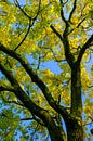 Takken met geel en goudkleurige bladeren van een Gouden Es in de herfst van Sjoerd van der Wal thumbnail