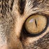 closeup of a cat's eye by W J Kok