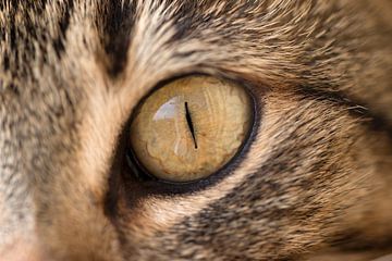 closeup van een katteoog van W J Kok