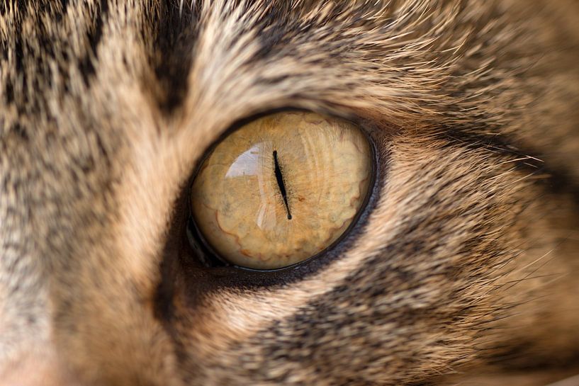 closeup of a cat's eye by W J Kok
