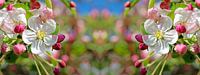 Apple blossom panorama