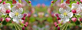 Appelbloesem panorama