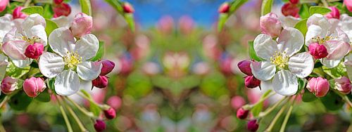 Apfelblüten-Panorama