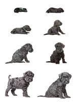 De groei en ontwikkeling van een Kerry Blue Terrier pup