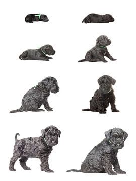 The growth and development of a Kerry Blue Terrier puppy by Marlonneke Willemsen