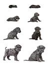 De groei en ontwikkeling van een Kerry Blue Terrier pup van Marlonneke Willemsen thumbnail