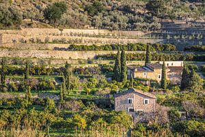Terrassenlandschaft beim Dorf Fornalutx, Mallorca