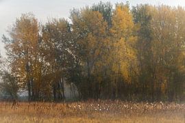 Am Rande der Puszta, Ungarn